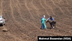 Diyarbakır’ın Çınar ilçesinde başlayan ve Mardin’in Mazıdağı ilçesine yayılan anız yangınlarında yüzlerce küçük baş ve yük hayvanı da ya yaralandı.