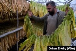 Bölgede yetişen tarım ürünleri gerek ekim aşamasında gerekse hasat aşamasında depremin etkisini hissetti.