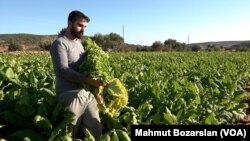 Diyarbakır'da yüzlerce aile geçimini tütünle sağlıyor.