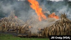 Một vụ tiêu hủy ngà voi. (Ảnh minh họa)