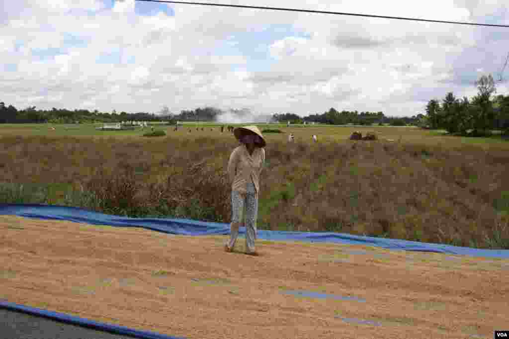 L&uacute;a tiếp tục được phơi b&ecirc;n đường. 14/9/2012. (D. Schearf/VOA)