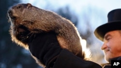 Người đồng quản lý Câu lạc bộ Chuột chũi John Griffiths giữ Punxsutawney Phil trong lễ kỷ niệm Ngày Chuột chũi hàng năm ở Gobbler's Knob, Punxsutawney, Pennsylvania, ngày 02/2/2016. 