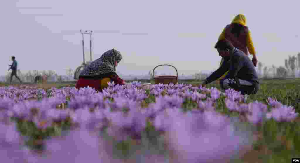 گزشتہ برسوں میں بارش کی کمی کے باعث زعفران کی پیداوار متاثر رہی تھی۔