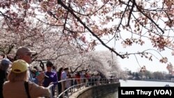 Hồ Tidal Basin là tiêu điểm của Lễ hội Hoa Anh Đào Quốc gia được tổ chức vào mỗi mùa xuân. Hồ có diện tích 107 mẫu Anh (khoảng 43ha) và sâu 10 feet (khoảng 3m). Ảnh: VOA/Lam Thủy