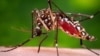 Virus Zika do muỗi vằn Aedes aegypti lan truyền.