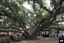 Lahaina'daki 150 yıllık banyan ağacı Salı günü çıkan yangın sonucu kül oldu.