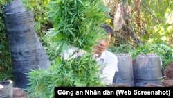 Những cây cần sa được Công an Vĩnh Long phát hiện trong vườn cam nhà ông Bùi Đức Hoà mà chủ nhân nói là trồng để "cho gà ăn trị bệnh." (Ảnh chụp màn hình báo Công an Nhân dân)