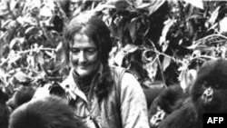 Bà Dian Fossey và các con khỉ gorrillas trong khu vực rừng núi Virunga ở Rwanda (ảnh chụp năm 1982)