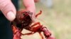 Crawfish có thể giúp ngành thủy sản bang Louisiana sau vụ dầu loang