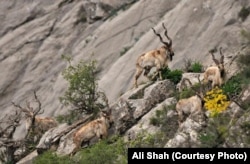 مارخور کے سینگوں کی لمبائی چار فٹ تک ہوتی ہے۔