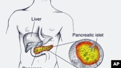 Vị trí của tụy tạng (pancreas) 