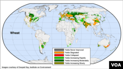 Bản đồ về sản lượng lúa mì trên thế giới