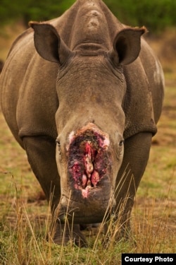 Cá thể tê giác trắng ở Châu phi bị giết để lấy sừng (Ảnh: Brent Stirton, WWF)