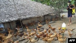 Việt Nam: Cúm gia cầm H5N1 bộc phát trở lại ở vùng Tây Nguyên