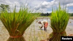 Nông dân làm việc trong ruộng lúa ở ngoại ô Agartala, thủ phủ bang Tripura, Ấn Độ.