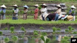 Nông gia Indonesia cấy lúa