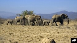 Voi ở khu bảo tồn Samburu National Reserve, Kenya