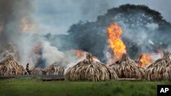 Những chiếc ngà voi bị tiêu hủy ở Kenya.