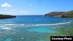 Hanauma Bay ở Hawaii hấp dẫn du khách thích lặn xem cá.