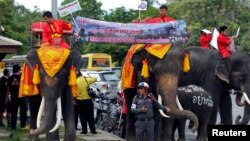 Các chú voi đi phát tờ rơi trưng cầu dân ý ở tỉnh Ayutthaya, phía bắc Bangkok, Thái Lan, 1/8/2016.