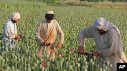 Nông dân Afghanistan thu hoạch trên một cánh đồng trồng cây thuốc phiện ở thị trấn Chaparhar trong tỉnh Nangarhar, phía đông thủ đô Kabul.